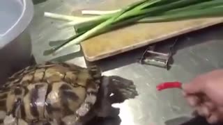 Turtle Reaction To Eating A Hot Chile Resembles Human