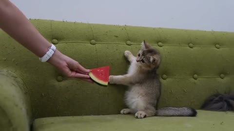 Funny cats vs watermelon funny cat video