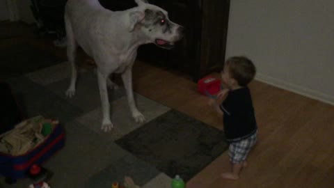 Great Dane shows toddler some dance moves