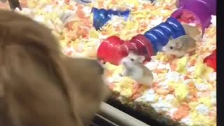 Dog trying to mess with hamsters in glass tank