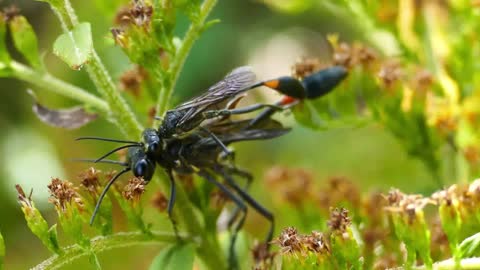 Two insects mating on plant