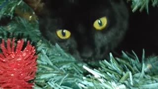 Black Cat Becomes Christmas Tree Ornament