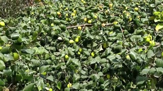 ridge gourd/Tori lifecycle |ridge gourd vegetable growing at home 2020 video| tori vegetable growing