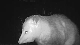 EA S45 - Hungry Opossum