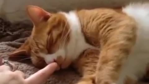 Best funny Cats Videos |Funny Cat Video