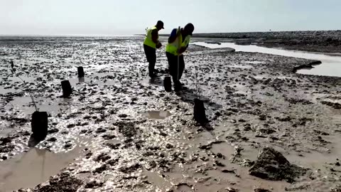 Iraq plants mangrove trees to battle erosion