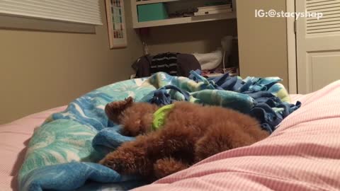 Dog tries to get pillows perfect