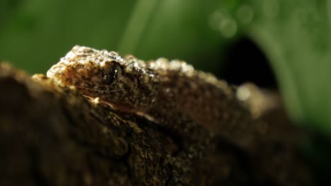 Gecko lizard Southern Leaf-tailed Gecko Gekkota