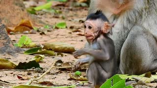 Funny Animal# baby monkey#51# love animal.