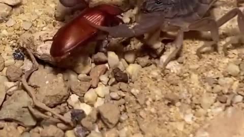 Scorpion Attacks and Kills Beetle - see how amazing