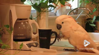Cockatoo wants her Coffee