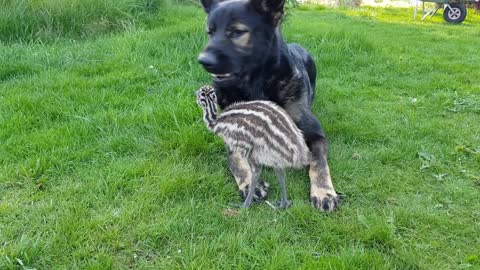 German Shepherd befriends baby emu