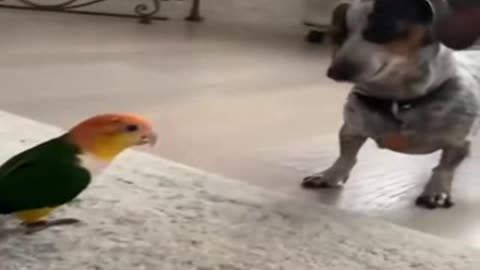 A parrot playing with a dog ..... very funny