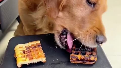 DOG giving waffle to pig