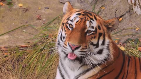 Siberian tiger Close up. The Siberian tiger was also called Amur tiger
