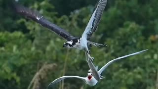 Crazy bird tries to steal an osprey’s redfish