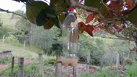 how to make a bird feeder with a pet bottle fazer um comedouro para aves silvestre com garrafa pet