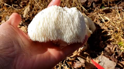 Foraging wild mushrooms in Fall 2021