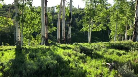 Buck mule deer in june 2020