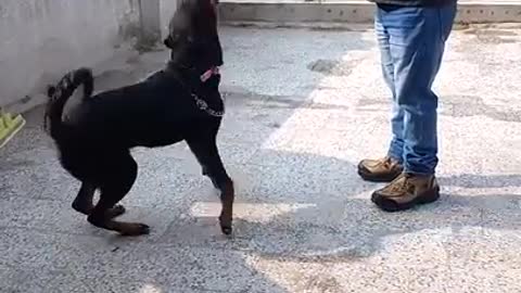 Dog training shayar shaikh
