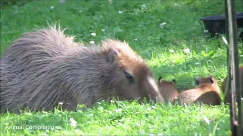 Baby Capybara Playing - CUTEST Compilation