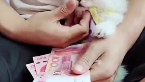 Cute Little kitten Short Video