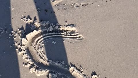 North Naples, Florida beach walk, God's creatures at their best. 2/23/24