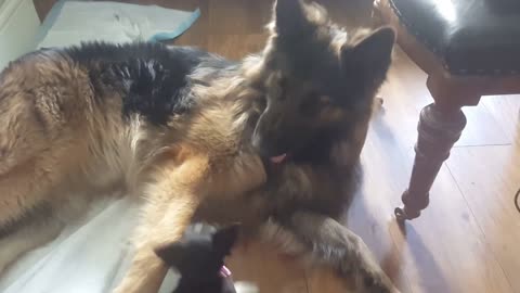 Paciente Ovejero Alemán tolera a pegajoso cachorro de Chihuahua