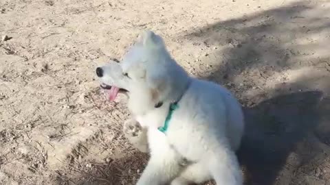 White dog scratching self with tongue out
