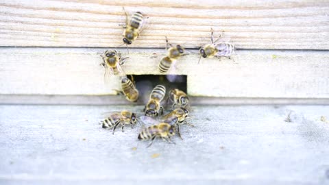 The bees gather