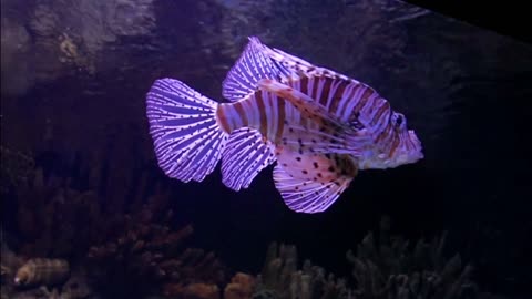 Lionfish on the prowl