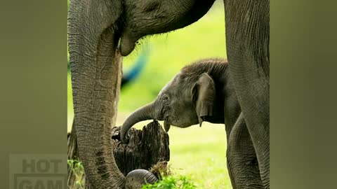 Cute funny Baby Elephant