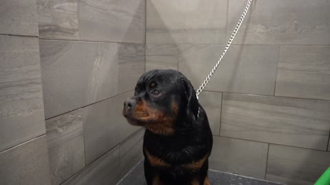 -Huge Rottweiler angry about his nail clip- Our pets