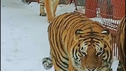 Did you notice that the two tigers were walking at the same pace?