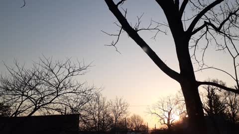 Morning breaks bird sounds and sunrise with trees