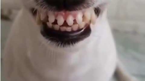 Crazy Funny Dog Laugh try not to laugh