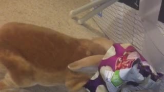 Greedy rabbit gets bag stuck on his head