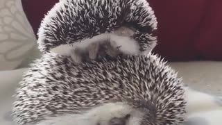 Small little hedgehog sleeping on the back of his mother