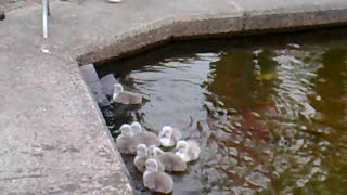 Baby Swans Emerge From Water To Their Nest