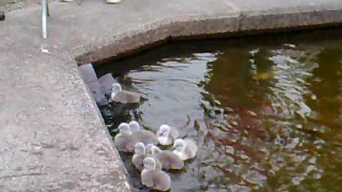 Baby Swans Emerge From Water To Their Nest