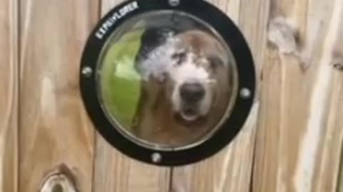 Guy puts window in fence for pup to see through