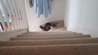 Gatito muestra increíble habilidad para atrapar cosas