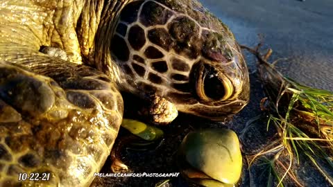 Friday Morning Moments Compilation with Us Rescuing a Seaturtle