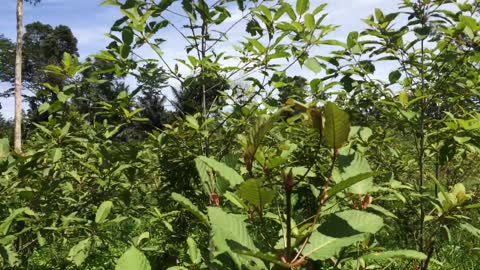 KRATOM, the leaf of paradise from Borneo. Part 1