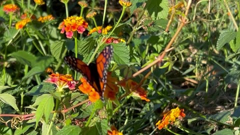 Monarch butterfly here at home March 19, 2024