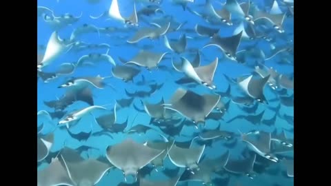 Inside the Secret World of the Manta Ray