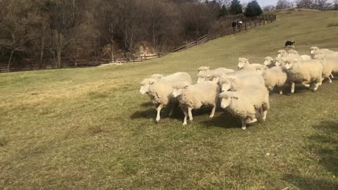 A flock of sheep playing on the ranch