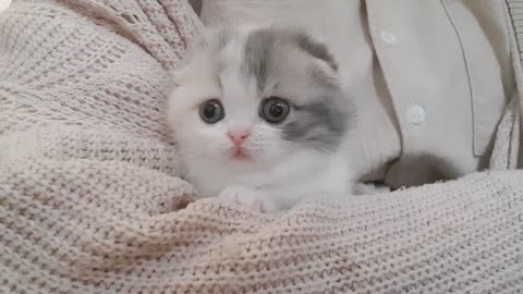 Cute white kitten with blue eyes/ Kitten playing