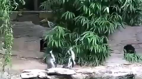 Penguins chasing a butterfly😂