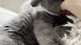 Cutest cat cuddling and enjoying